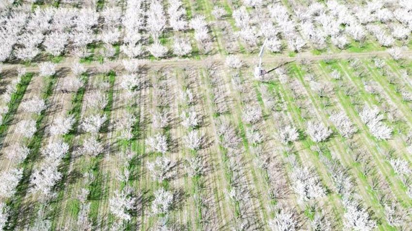 Erciyes Dağı eteklerinde yetişiyor! Avrupa ülkeleri sıraya girdi: Geçen yıl don vurmuştu, bu yıl rekor ürün bekleniyor