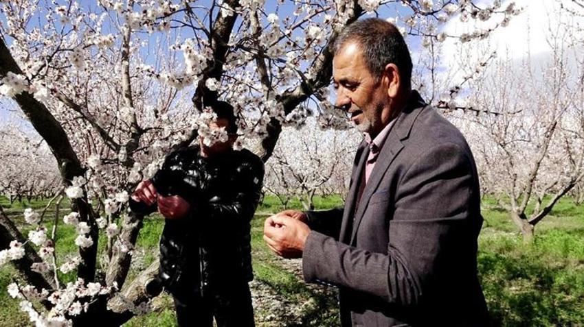 Erciyes Dağı eteklerinde yetişiyor! Avrupa ülkeleri sıraya girdi: Geçen yıl don vurmuştu, bu yıl rekor ürün bekleniyor