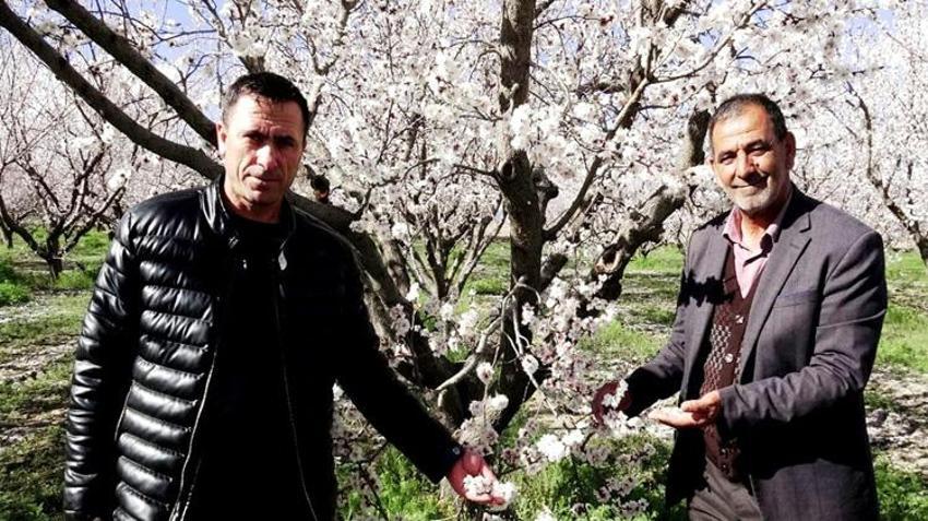 Erciyes Dağı eteklerinde yetişiyor! Avrupa ülkeleri sıraya girdi: Geçen yıl don vurmuştu, bu yıl rekor ürün bekleniyor