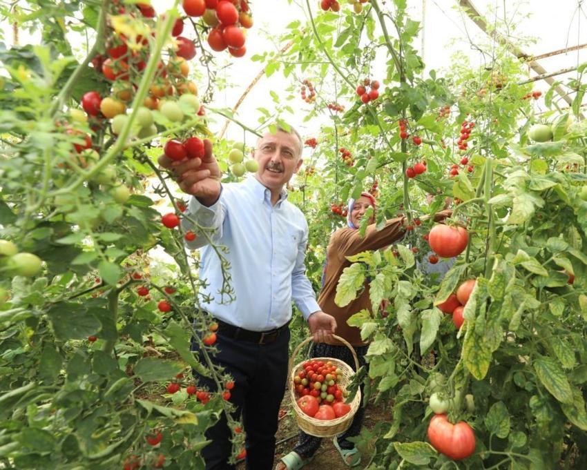 Kocaeli'de dev fide desteği! %75 hibeli fide desteği başladı: İşlenmeyen arazi kalmayacak, Son gün 15 nisan