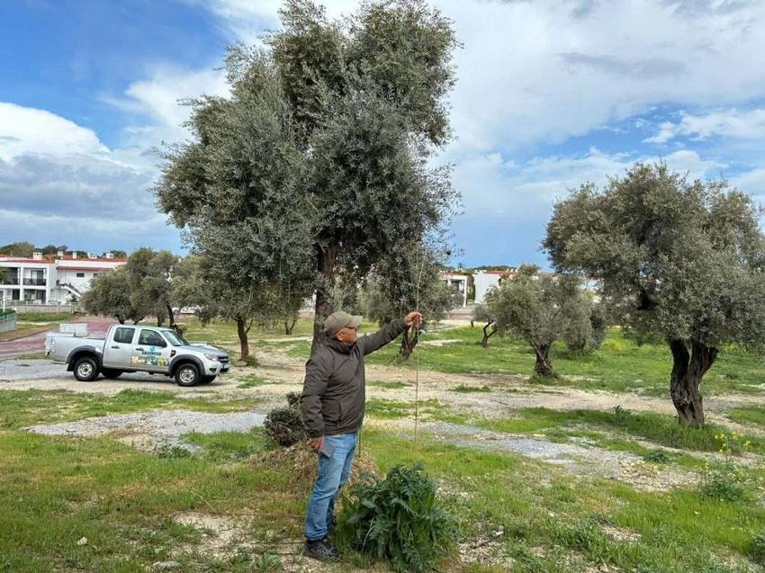 Kuşadası'nın simgesi endemik bitki Tülüşah, yok olma tehlikesiyle karşı karşıya