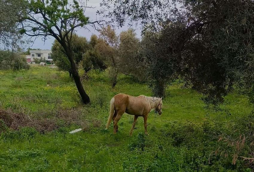 Kuşadası'nın simgesi endemik bitki Tülüşah, yok olma tehlikesiyle karşı karşıya