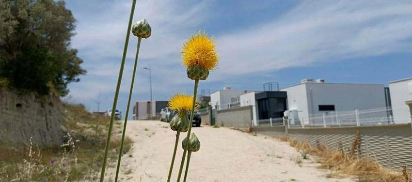 Kuşadası'nın simgesi endemik bitki Tülüşah, yok olma tehlikesiyle karşı karşıya