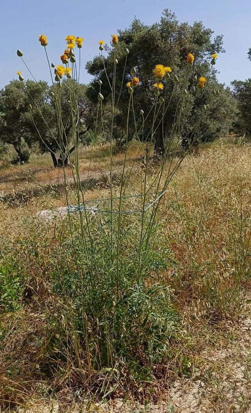 Kuşadası'nın simgesi endemik bitki Tülüşah, yok olma tehlikesiyle karşı karşıya