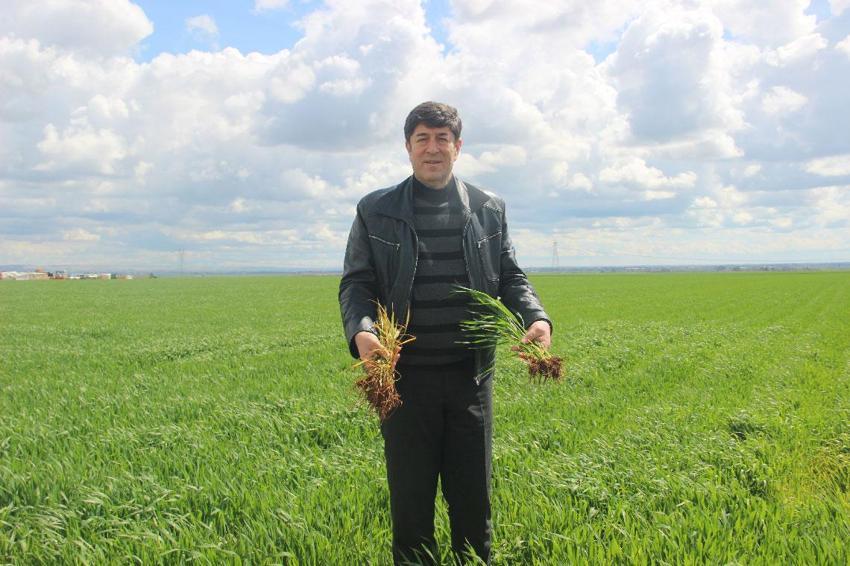 Türkiye'nin tarım kenti Şanlıurfa bu yıl yağışa doydu