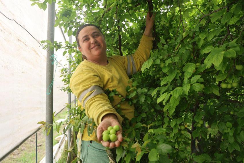 Can eriği hasadı başladı! Kilo fiyatı iç piyasada 350, yurt dışına 450 lira