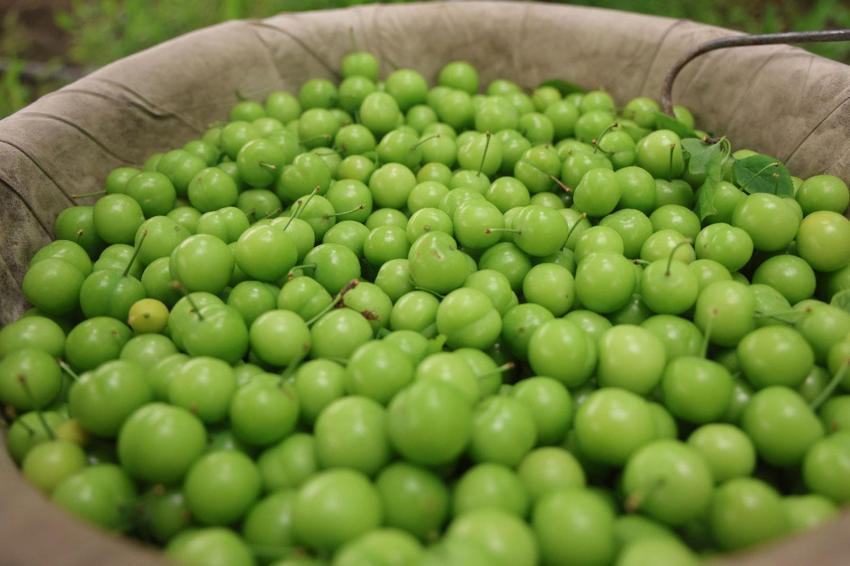 Can eriği hasadı başladı! Kilo fiyatı iç piyasada 350, yurt dışına 450 lira
