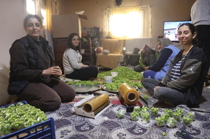 Can eriği hasadı başladı! Kilo fiyatı iç piyasada 350, yurt dışına 450 lira