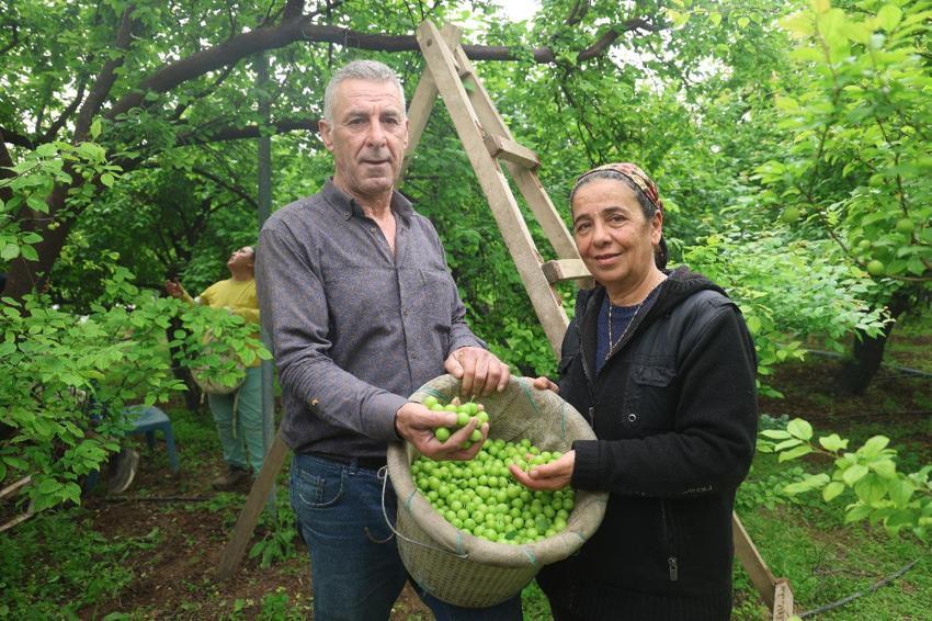 Can eriği hasadı başladı! Kilo fiyatı iç piyasada 350, yurt dışına 450 lira