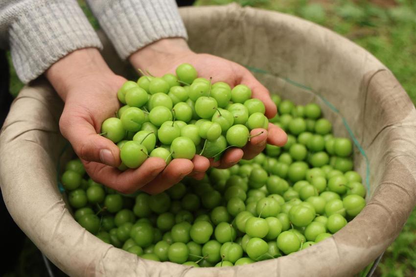 Can eriği hasadı başladı! Kilo fiyatı iç piyasada 350, yurt dışına 450 lira