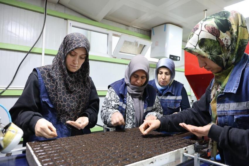 Elazığ'da jeotermal tesis sayesinde kent renkleniyor! Mevsimlik çiçekler burada yetişiyor