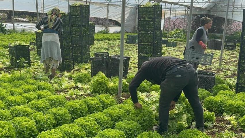 Bursalı üreticilerin yüzü güldü: Fiyatı 30 TL'ye çıktı