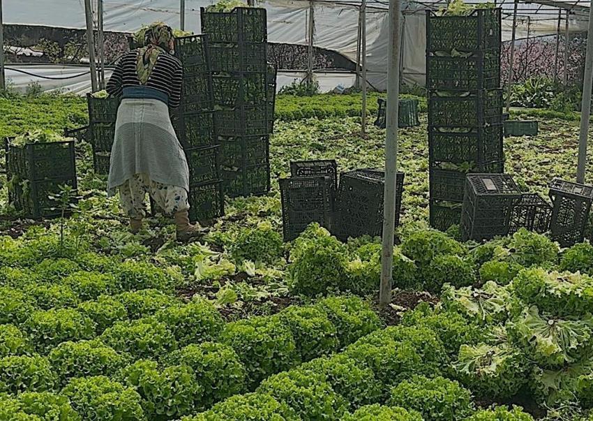 Bursalı üreticilerin yüzü güldü: Fiyatı 30 TL'ye çıktı