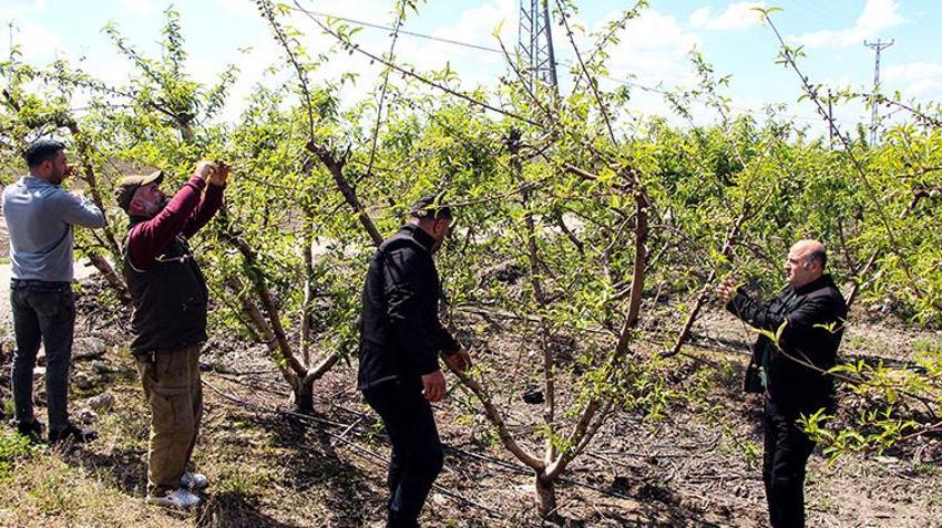 Çukurova'da hasat mayısta başlıyor! Çiftçi yüksek rekolte bekliyor