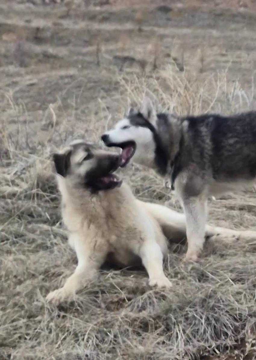Sivas'ta kaybolan kangal Sibirya kurdunun yanında bulundu! Tepkiler gecikmedi