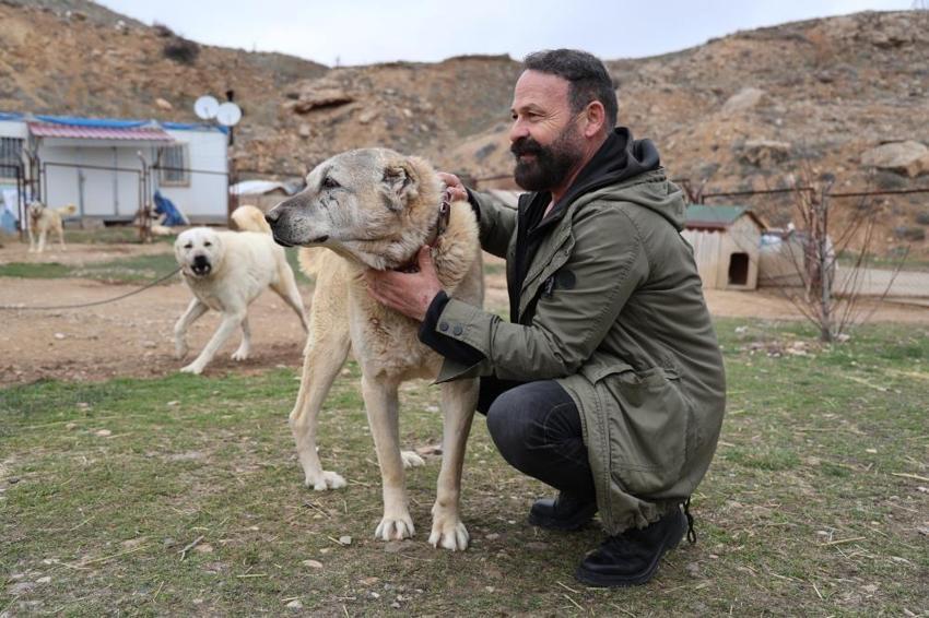 Sivas'ta kaybolan kangal Sibirya kurdunun yanında bulundu! Tepkiler gecikmedi