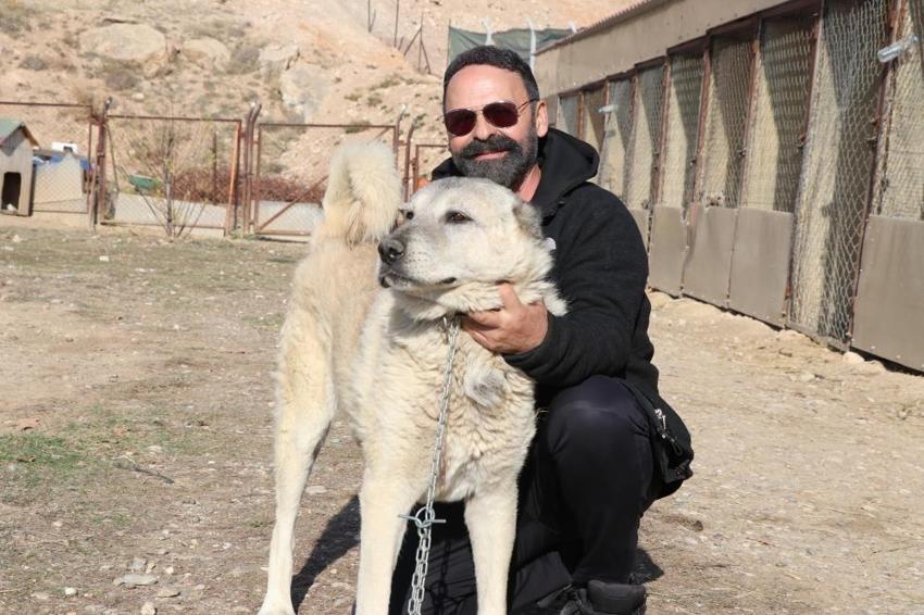 Sivas'ta kaybolan kangal Sibirya kurdunun yanında bulundu! Tepkiler gecikmedi