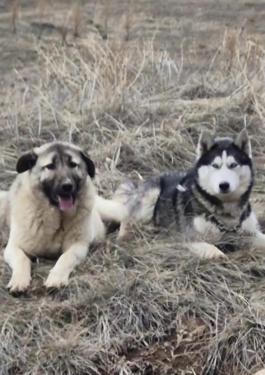 Sivas'ta kaybolan kangal Sibirya kurdunun yanında bulundu! Tepkiler gecikmedi