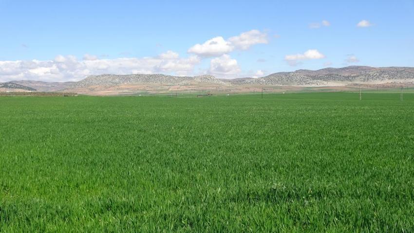 Gaziantep'te buğday üreticisinin yüzü gülüyor! 90 bin dönümde 80 bin ton rekolte bekleniyor