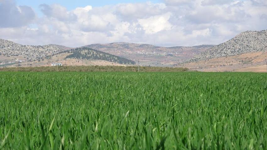 Gaziantep'te buğday üreticisinin yüzü gülüyor! 90 bin dönümde 80 bin ton rekolte bekleniyor