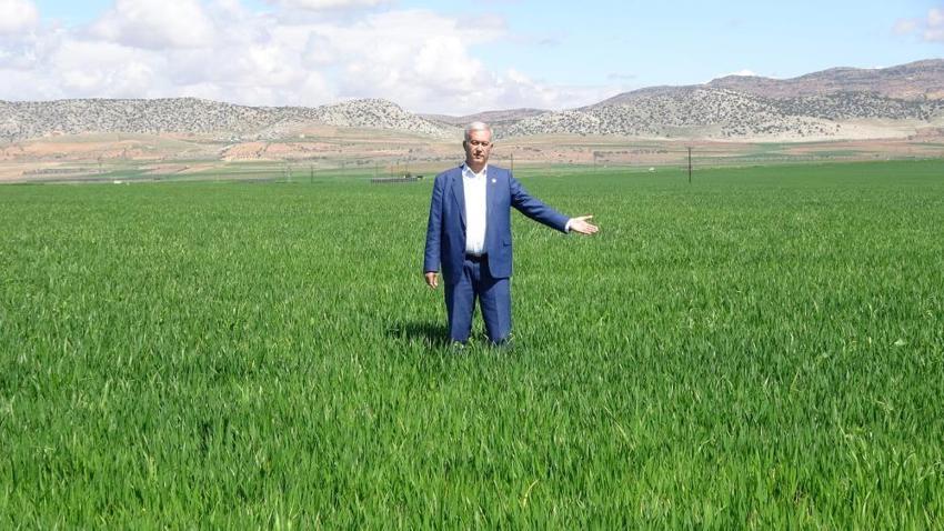 Gaziantep'te buğday üreticisinin yüzü gülüyor! 90 bin dönümde 80 bin ton rekolte bekleniyor