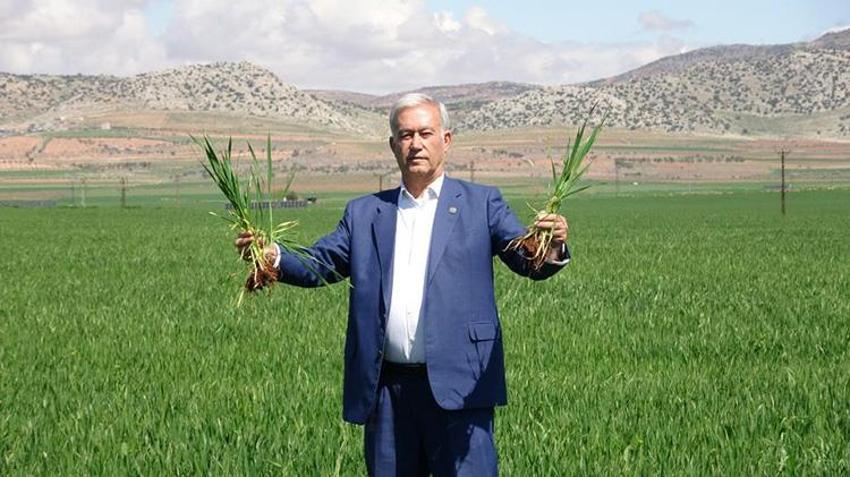 Gaziantep'te buğday üreticisinin yüzü gülüyor! 90 bin dönümde 80 bin ton rekolte bekleniyor