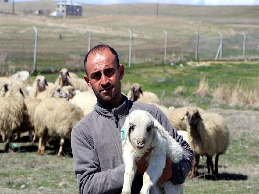 Dünyada sadece Van'da yetişiyor: YYÜ üzerine çalıştı, 31 adet dünyaya geldi!
