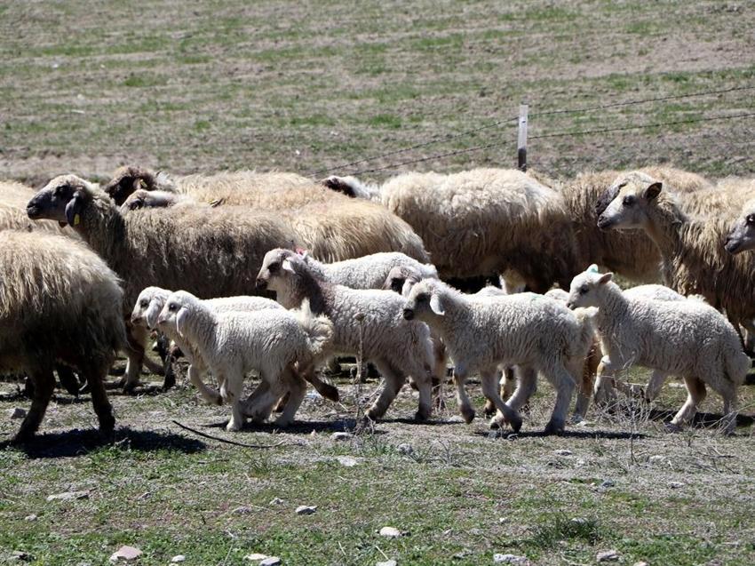 Dünyada sadece Van'da yetişiyor: YYÜ üzerine çalıştı, 31 adet dünyaya geldi!