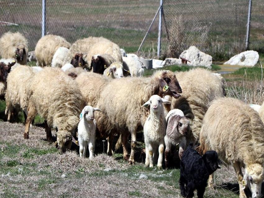 Dünyada sadece Van'da yetişiyor: YYÜ üzerine çalıştı, 31 adet dünyaya geldi!