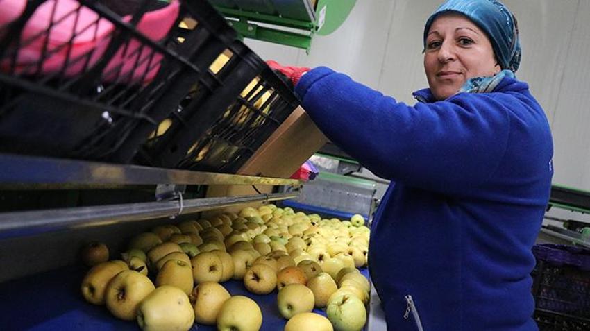 Ispartalı binlerce kadına yeni gelir kapısı oldu! Hasat başladı, Avrupa ve Arap ülkelerinden sipariş yağıyor
