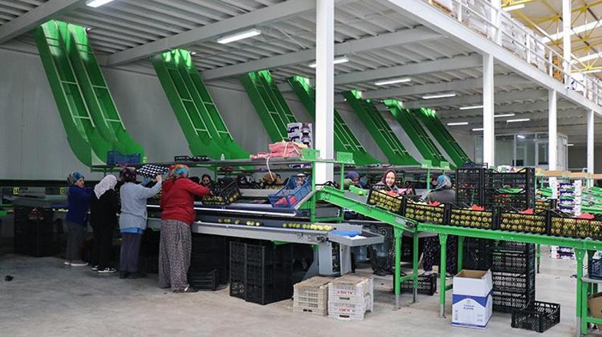 Ispartalı binlerce kadına yeni gelir kapısı oldu! Hasat başladı, Avrupa ve Arap ülkelerinden sipariş yağıyor