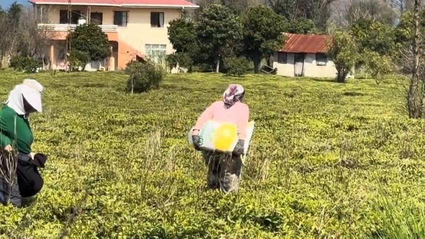 Sezon öncesi tüm hazırlıklar tamamlandı! Üretici Bahçeye indi, ilk sürgün için geri sayım