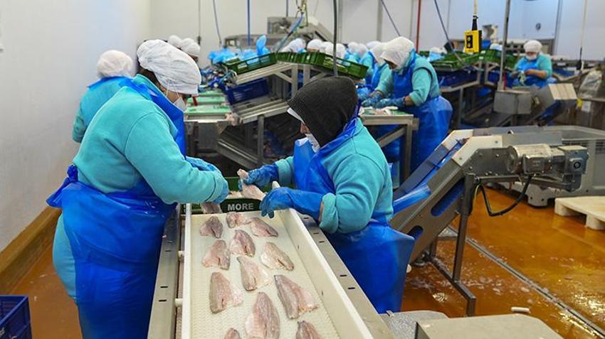 Türk balıkçılık sektöründen ilk çeyrekte 552 milyon dolarlık dev ihracat: Yüzde 24 artışla yeni rekor yolda! Rusya ve İtalya Türk somonuna ve levregine hayran kaldı