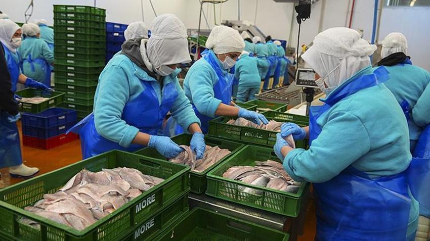 Türk balıkçılık sektöründen ilk çeyrekte 552 milyon dolarlık dev ihracat: Yüzde 24 artışla yeni rekor yolda! Rusya ve İtalya Türk somonuna ve levregine hayran kaldı