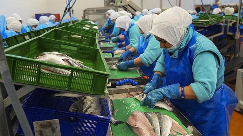 Türk balıkçılık sektöründen ilk çeyrekte 552 milyon dolarlık dev ihracat: Yüzde 24 artışla yeni rekor yolda! Rusya ve İtalya Türk somonuna ve levregine hayran kaldı