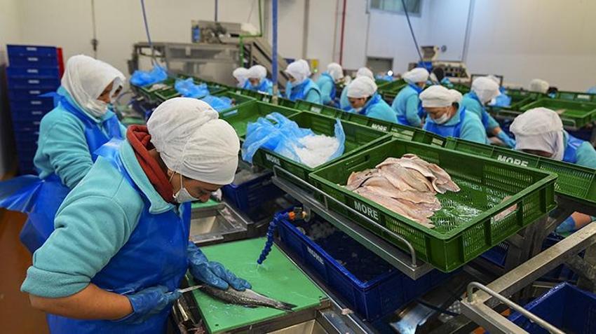 Türk balıkçılık sektöründen ilk çeyrekte 552 milyon dolarlık dev ihracat: Yüzde 24 artışla yeni rekor yolda! Rusya ve İtalya Türk somonuna ve levregine hayran kaldı