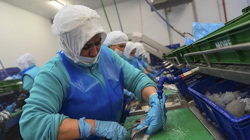 Türk balıkçılık sektöründen ilk çeyrekte 552 milyon dolarlık dev ihracat: Yüzde 24 artışla yeni rekor yolda! Rusya ve İtalya Türk somonuna ve levregine hayran kaldı