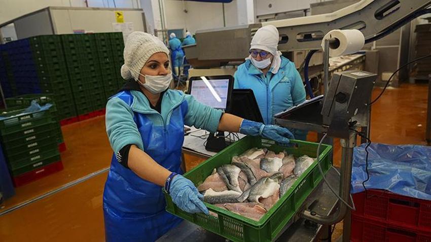 Türk balıkçılık sektöründen ilk çeyrekte 552 milyon dolarlık dev ihracat: Yüzde 24 artışla yeni rekor yolda! Rusya ve İtalya Türk somonuna ve levregine hayran kaldı