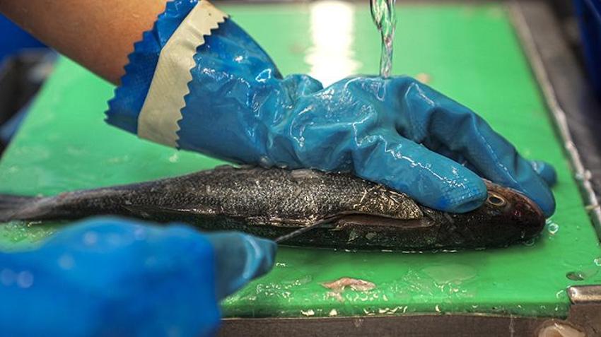 Türk balıkçılık sektöründen ilk çeyrekte 552 milyon dolarlık dev ihracat: Yüzde 24 artışla yeni rekor yolda! Rusya ve İtalya Türk somonuna ve levregine hayran kaldı