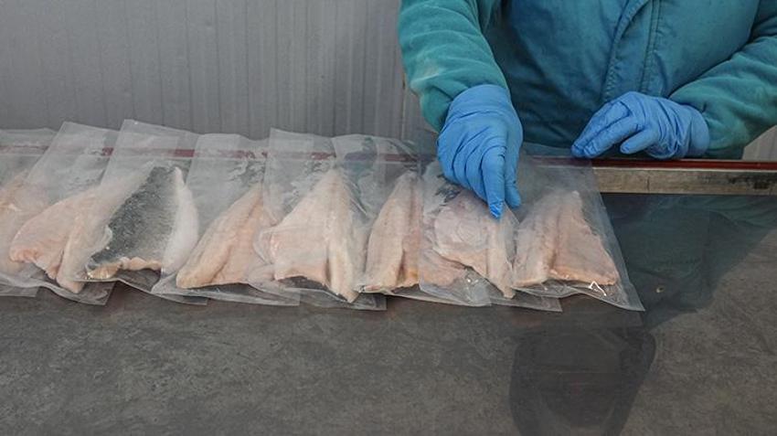 Türk balıkçılık sektöründen ilk çeyrekte 552 milyon dolarlık dev ihracat: Yüzde 24 artışla yeni rekor yolda! Rusya ve İtalya Türk somonuna ve levregine hayran kaldı