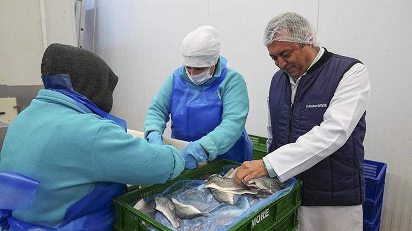 Türk balıkçılık sektöründen ilk çeyrekte 552 milyon dolarlık dev ihracat: Yüzde 24 artışla yeni rekor yolda! Rusya ve İtalya Türk somonuna ve levregine hayran kaldı