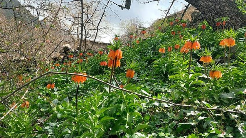 Siirt'te açan bu çiçeği koparmanın cezası 700 bin TL