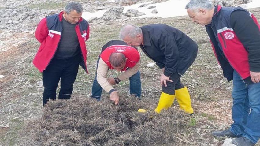 Adıyaman'da hububat üreticisi için kritik uyarı! Zararlı ovaya indi