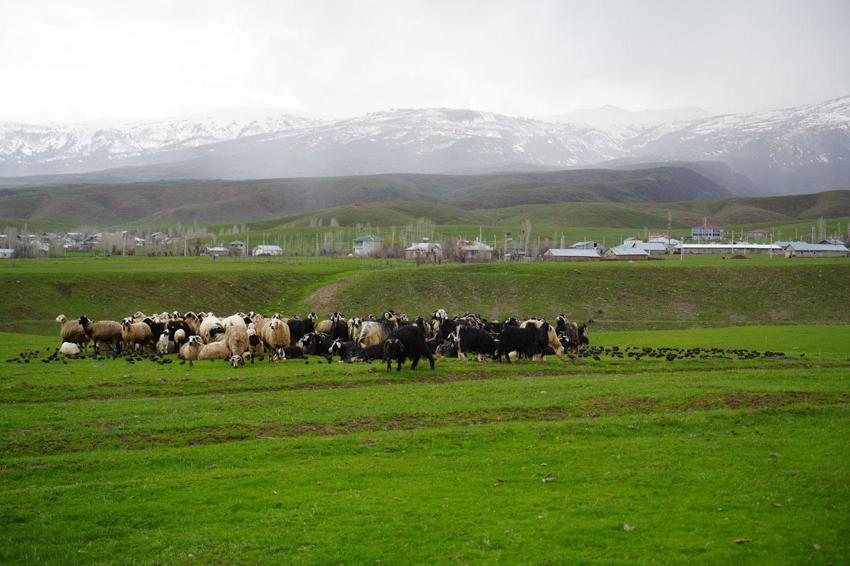 Merada otlayan koyunların yanına gelen sığırcık kuşları görsel şölen sundu
