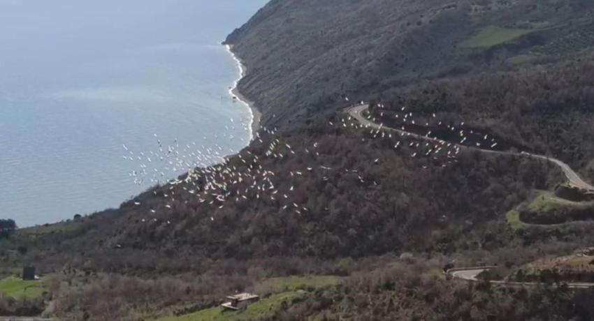 Senkronize şekilde uçan pelikanlar gökyüzünde görsel şölen oluşturdu