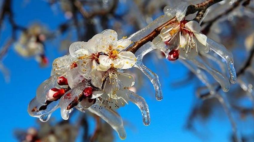 Bayburt için peş peşe uyarılar! Üreticilere kar, çığ ve zirai don alarmı