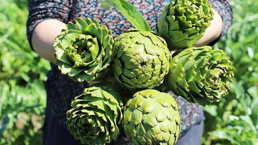 İzmir'in 'çılgın' sebzesi! Hasadı aylarca sürüyor kazancı bitmiyor