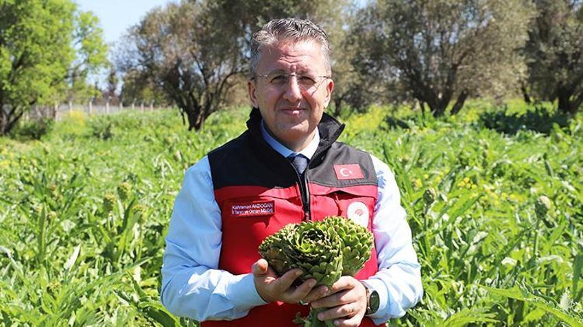 İzmir'in 'çılgın' sebzesi! Hasadı aylarca sürüyor kazancı bitmiyor