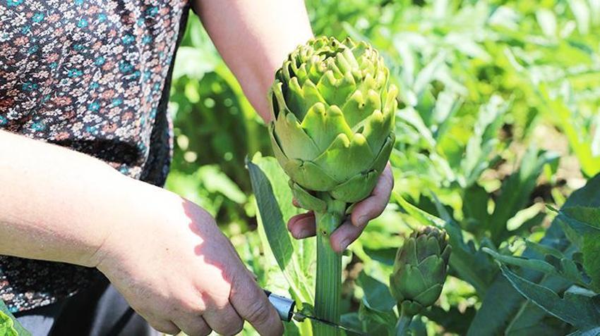 İzmir'in 'çılgın' sebzesi! Hasadı aylarca sürüyor kazancı bitmiyor