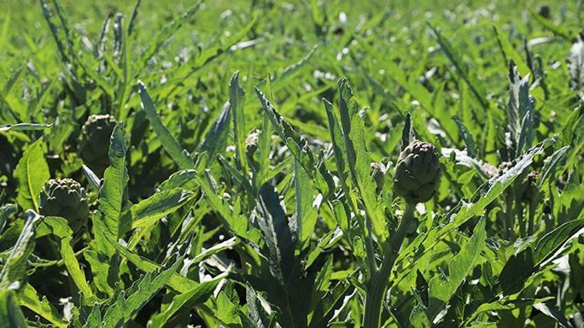 İzmir'in 'çılgın' sebzesi! Hasadı aylarca sürüyor kazancı bitmiyor